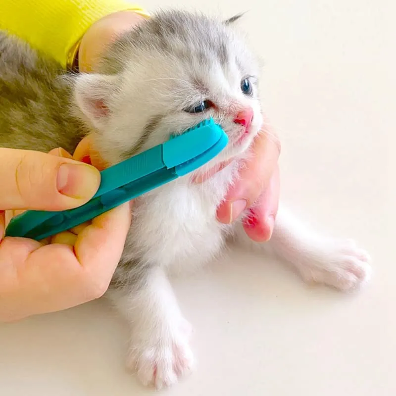 Cat Eye Grooming Tool | Cat Grooming