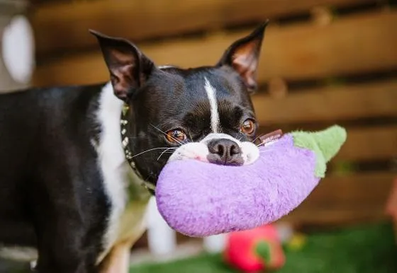 Dog Plush Toy - Farm Fresh Collection
